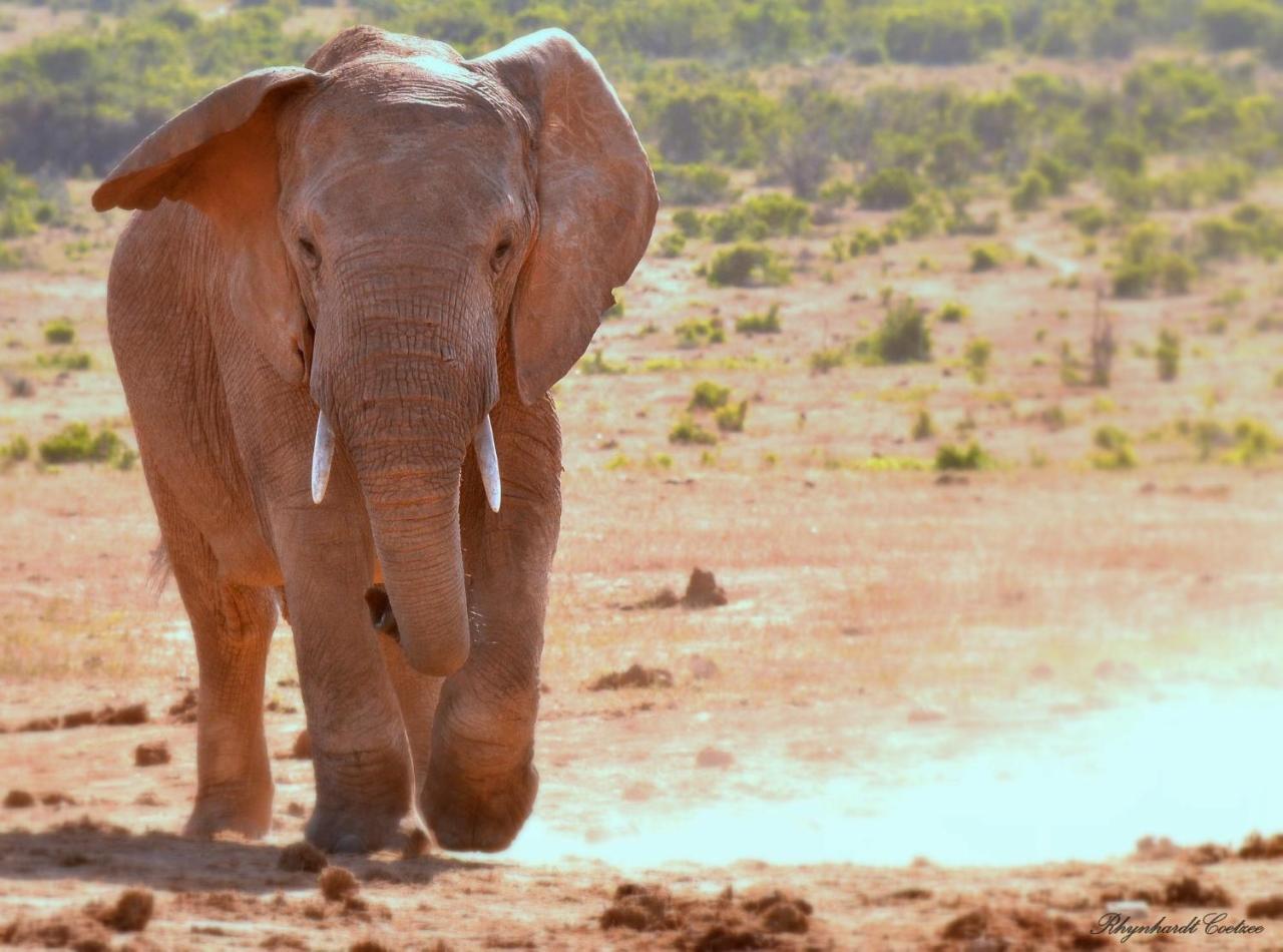 Addo Elephant Safari Lodge - Bellevue Forest Reserve Paterson Exterior foto