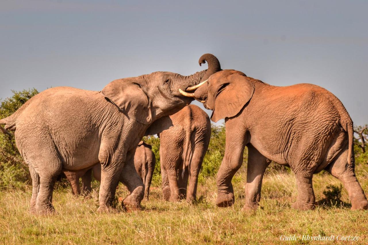 Addo Elephant Safari Lodge - Bellevue Forest Reserve Paterson Exterior foto