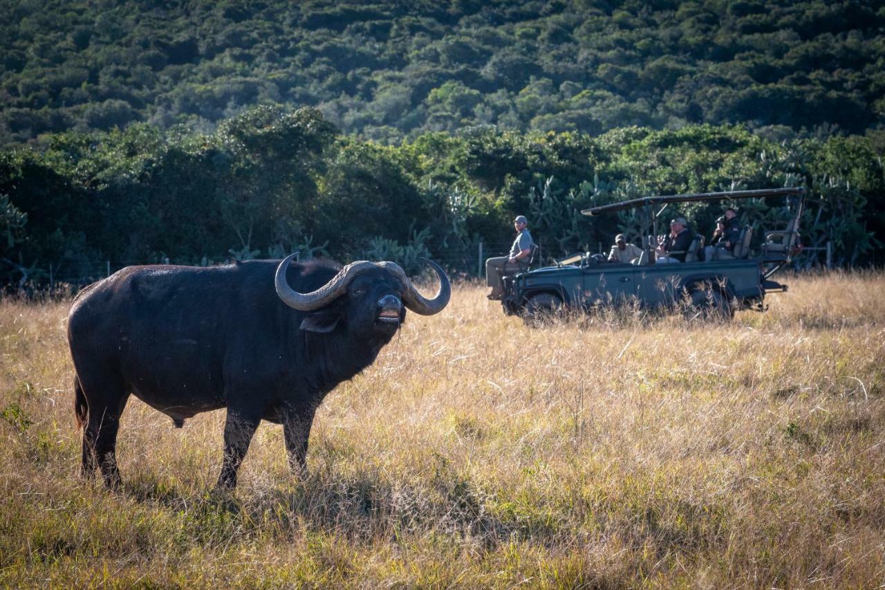 Addo Elephant Safari Lodge - Bellevue Forest Reserve Paterson Exterior foto