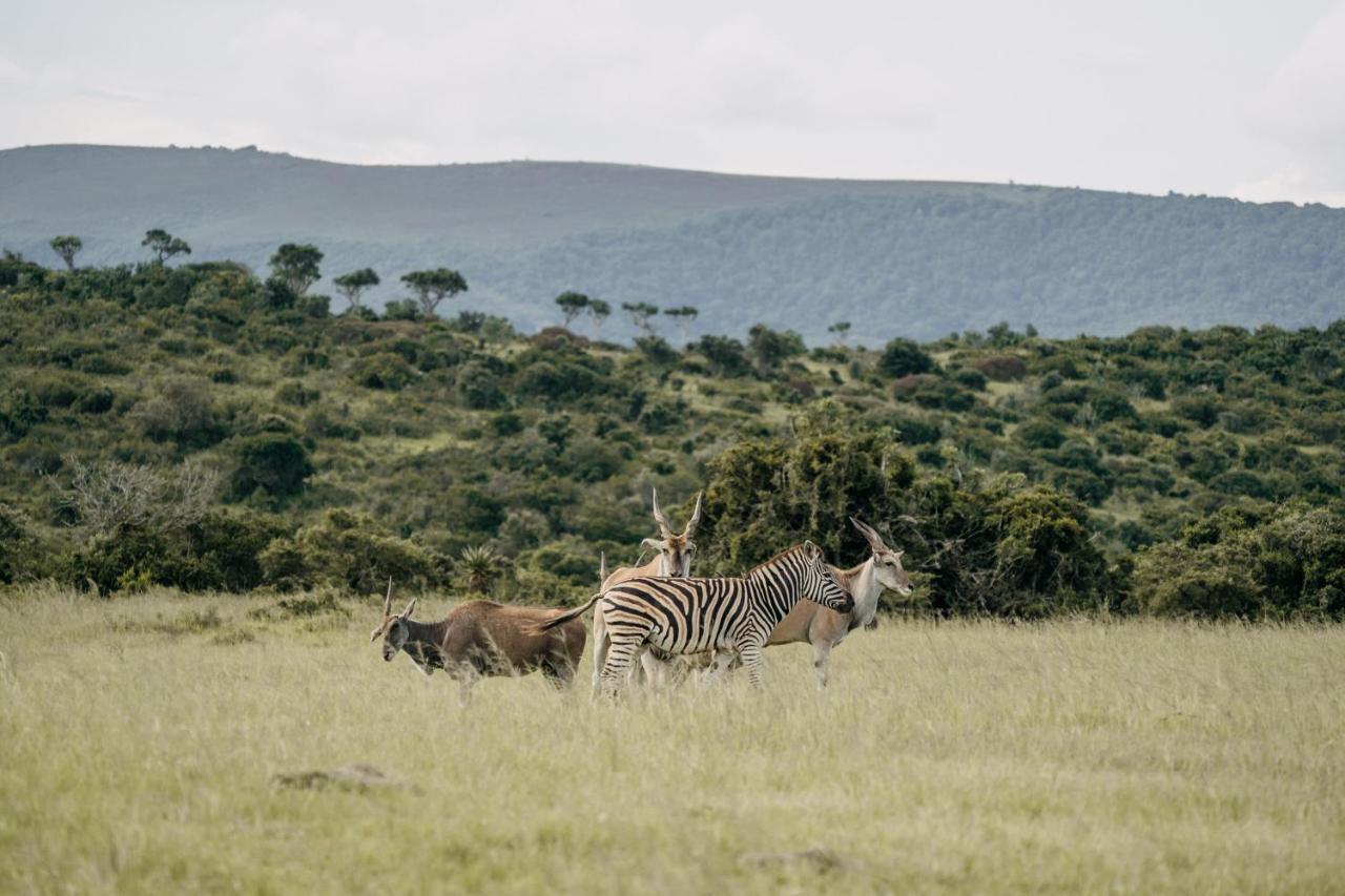 Addo Elephant Safari Lodge - Bellevue Forest Reserve Paterson Exterior foto